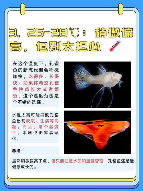 孔雀龍魚(yú)種類(lèi)及圖片介紹大全集