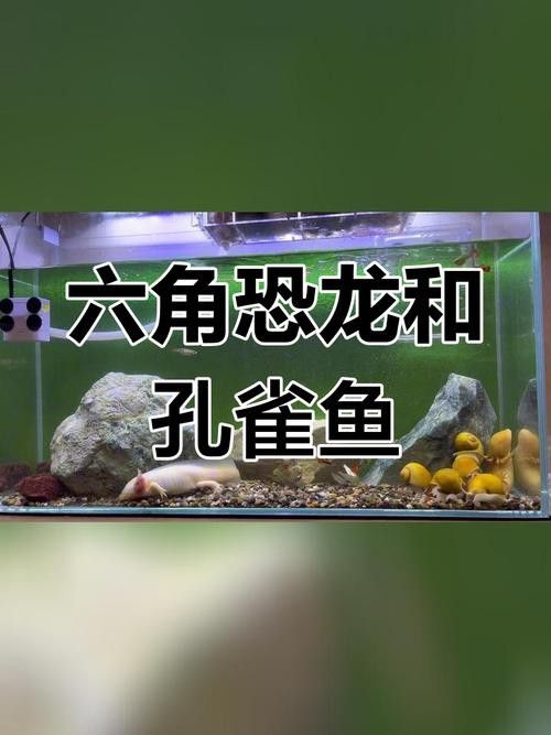 孔雀龍魚(yú)種類(lèi)及圖片介紹大全集