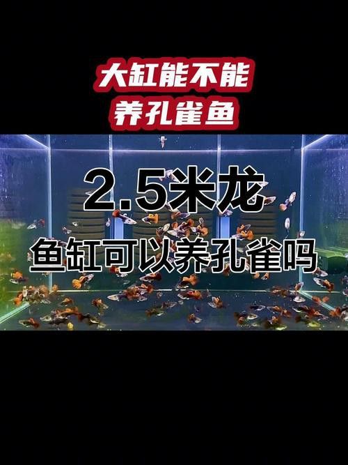 孔雀龍魚(yú)種類(lèi)及圖片介紹大全集