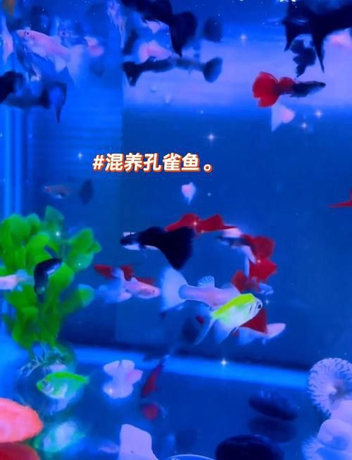 孔雀龍魚(yú)種類(lèi)及圖片介紹大全集