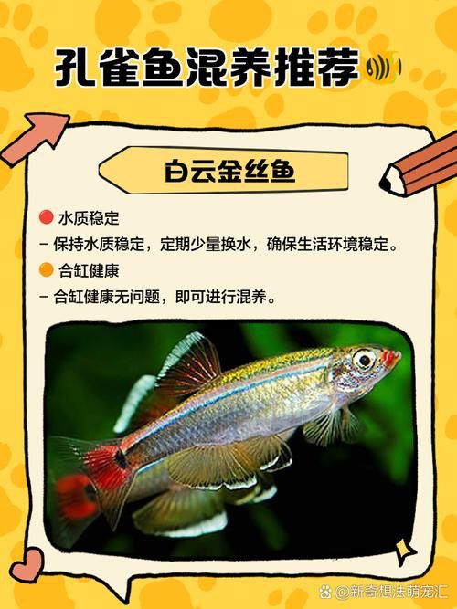 孔雀龍魚(yú)種類(lèi)及圖片介紹大全集