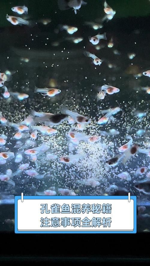 孔雀龍魚(yú)種類(lèi)及圖片介紹大全集
