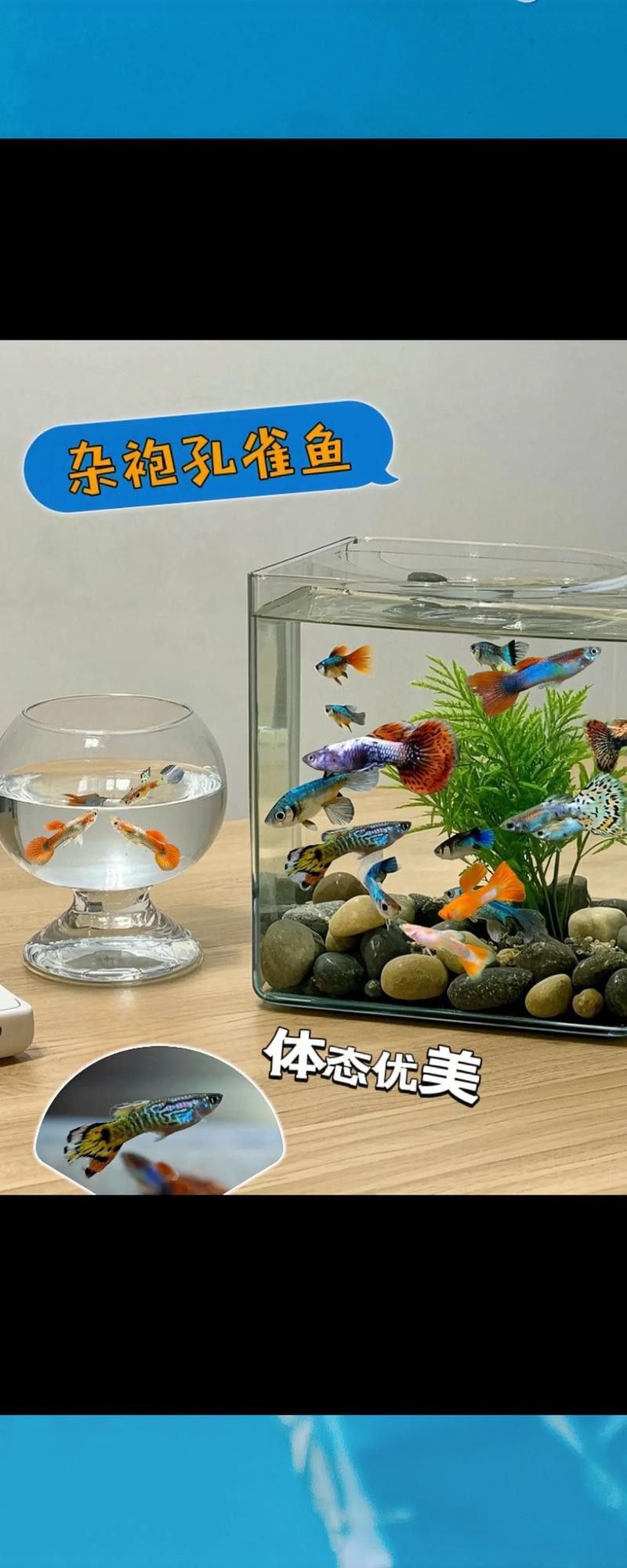 孔雀龍魚(yú)種類(lèi)及圖片介紹大全集