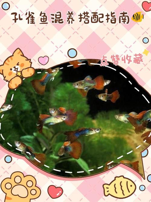 孔雀龍魚(yú)種類(lèi)及圖片介紹大全集