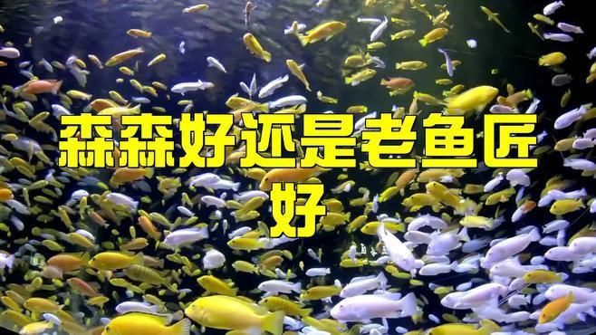老魚匠魚缸質(zhì)量怎么樣