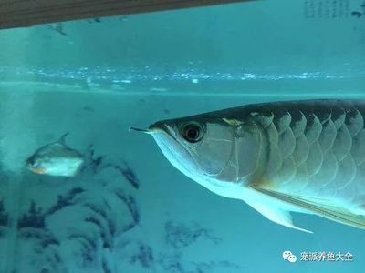 龍魚單側掉眼的治療方法包括以下幾個方面：龍魚單側掉眼的治療方法：龍魚單側掉眼怎么辦 龍魚單側掉眼的治療方法包括以下幾個方面：龍魚單側掉眼的治療方法：龍魚單側掉眼怎么辦 龍魚百科 第3張