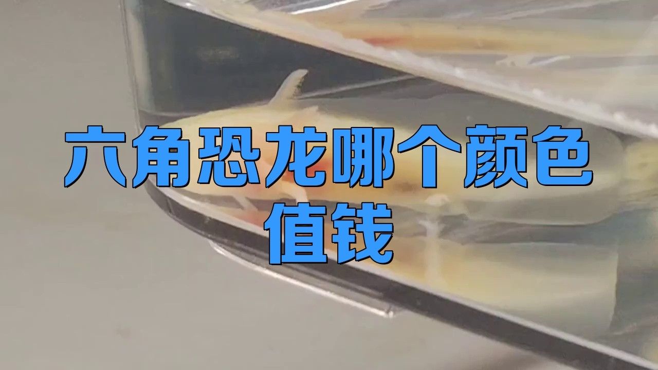 六角恐龍哪些顏色最稀有？