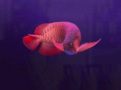 品牌紅龍魚首選祥龍魚場（廣州龍魚祥龍魚場好看視頻） 品牌紅龍魚首選祥龍魚場（廣州龍魚祥龍魚場好看視頻） 龍魚百科 第2張