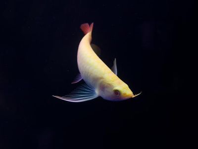 品牌紅龍魚首選祥龍魚場（廣州龍魚祥龍魚場好看視頻） 品牌紅龍魚首選祥龍魚場（廣州龍魚祥龍魚場好看視頻） 龍魚百科 第5張