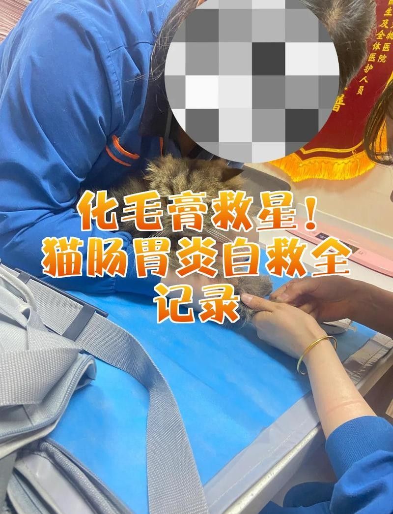 龍貓消化系統異常會自愈嗎？ 龍貓消化系統異常會自愈嗎？ 龍魚百科 第2張