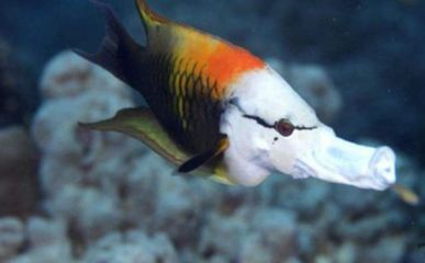 龍魚吃啥能變色啊視頻大全：如何判斷龍魚食物新鮮，龍魚增色飼料購買指南