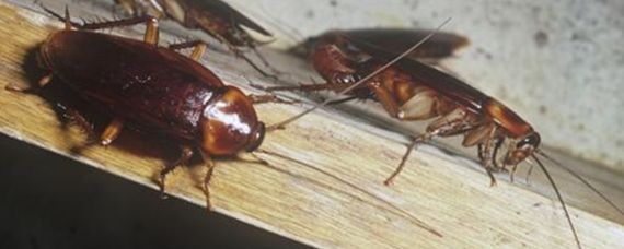 龍魚吃啥能變色啊視頻大全：如何判斷龍魚食物新鮮，龍魚增色飼料購買指南