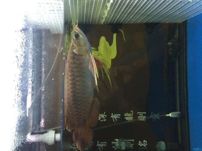 古典龍魚用什么顏色燈好看呢