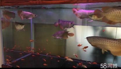 龍魚魚缸多久清洗一次最好龍魚魚缸清洗一次最好最好：龍魚魚缸多久清洗一次