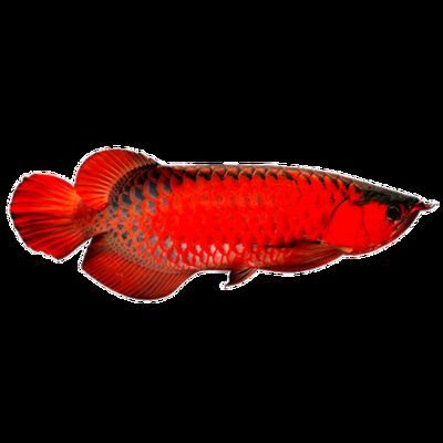 紅色金龍魚多少錢，紅色金龍魚價格取決于其大小、健康狀況和稀有程度 紅色金龍魚多少錢，紅色金龍魚價格取決于其大小、健康狀況和稀有程度 龍魚百科 第2張