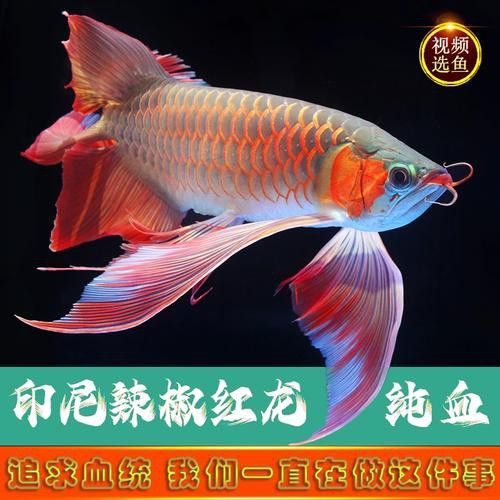 最好的龍魚多少錢一條圖片 最好的龍魚多少錢一條圖片 龍魚百科 第33張