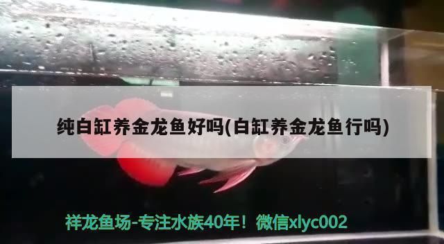 金龍魚白缸養(yǎng)還是黑缸養(yǎng)好一點（金龍魚白缸養(yǎng)好還是黑缸養(yǎng)好）