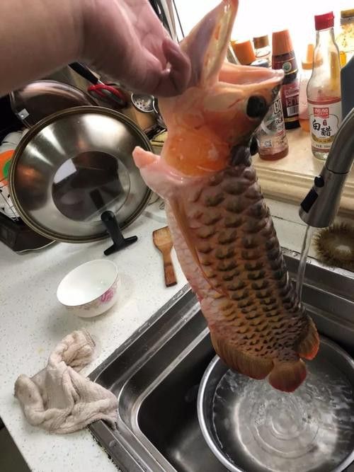 金龍魚的食物有哪些