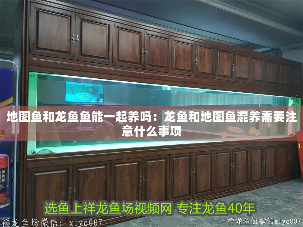地圖魚和龍魚魚能一起養(yǎng)嗎：龍魚和地圖魚混養(yǎng)需要注意什么事項(xiàng)