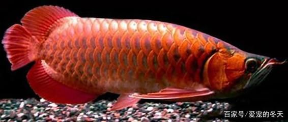 紅龍魚鰭上有白色點是怎么回事：紅龍魚鰭上出現(xiàn)白色點可能是由于幾種不同的原因及處理方法