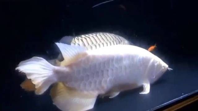 如何判斷紅龍魚是否達(dá)到性成熟？
