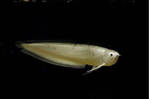 龍魚是黑魚嗎