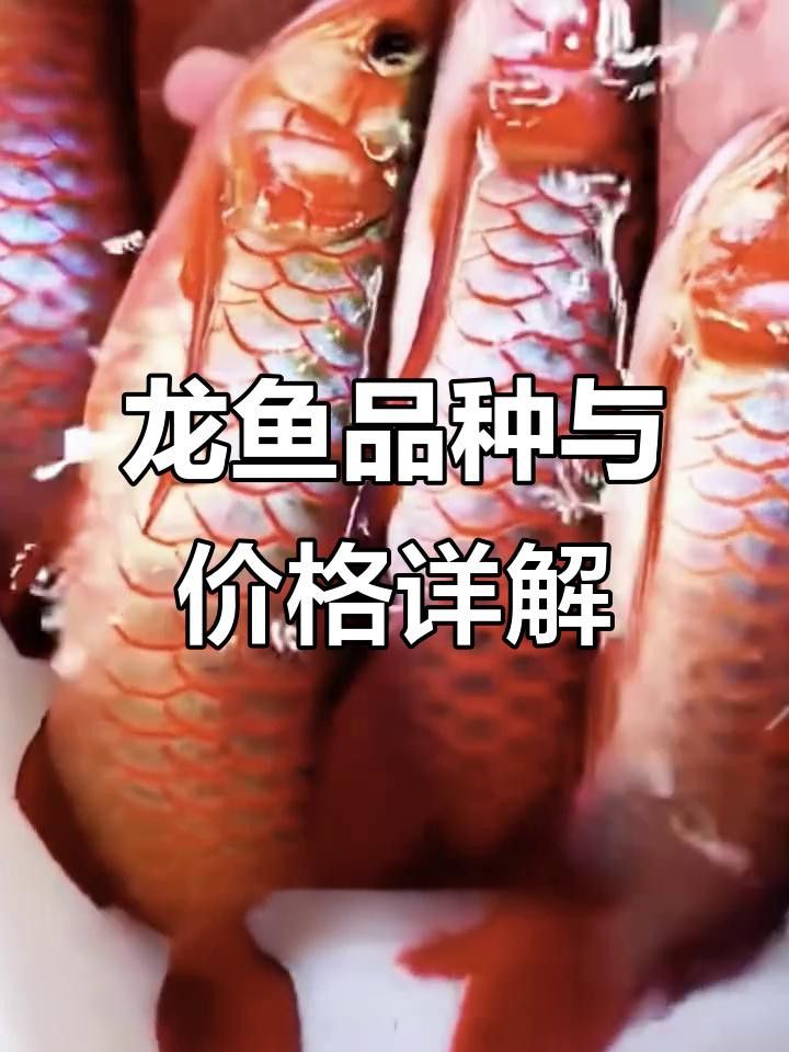 這些短身福龍魚的價格是多少？
