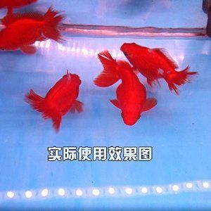 龍魚用led能發色嗎（龍魚使用led燈發色可行嗎）
