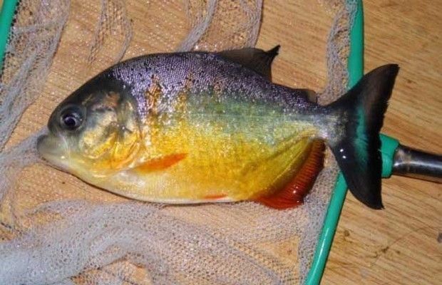 龍魚翹嘴怎么辦才能釣：翹嘴魚路亞釣法實戰經驗,翹嘴魚夜釣策略解析 龍魚翹嘴怎么辦才能釣：翹嘴魚路亞釣法實戰經驗,翹嘴魚夜釣策略解析 龍魚百科 第1張