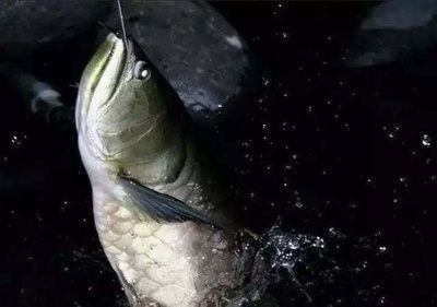 龍魚翹嘴怎么辦才能釣：翹嘴魚路亞釣法實戰經驗,翹嘴魚夜釣策略解析 龍魚翹嘴怎么辦才能釣：翹嘴魚路亞釣法實戰經驗,翹嘴魚夜釣策略解析 龍魚百科 第2張
