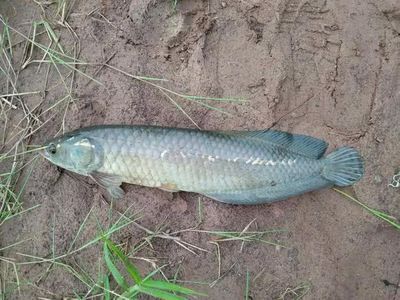 龍魚翹嘴怎么辦才能釣：翹嘴魚路亞釣法實戰經驗,翹嘴魚夜釣策略解析 龍魚翹嘴怎么辦才能釣：翹嘴魚路亞釣法實戰經驗,翹嘴魚夜釣策略解析 龍魚百科 第3張