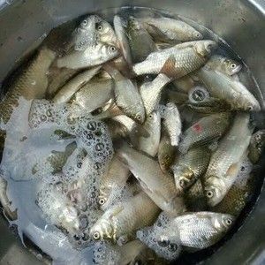 龍魚翹嘴怎么辦才能釣：翹嘴魚路亞釣法實戰經驗,翹嘴魚夜釣策略解析 龍魚翹嘴怎么辦才能釣：翹嘴魚路亞釣法實戰經驗,翹嘴魚夜釣策略解析 龍魚百科 第4張