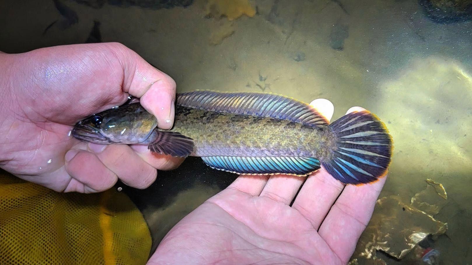 彩虹雷龍魚的價格走勢如何？