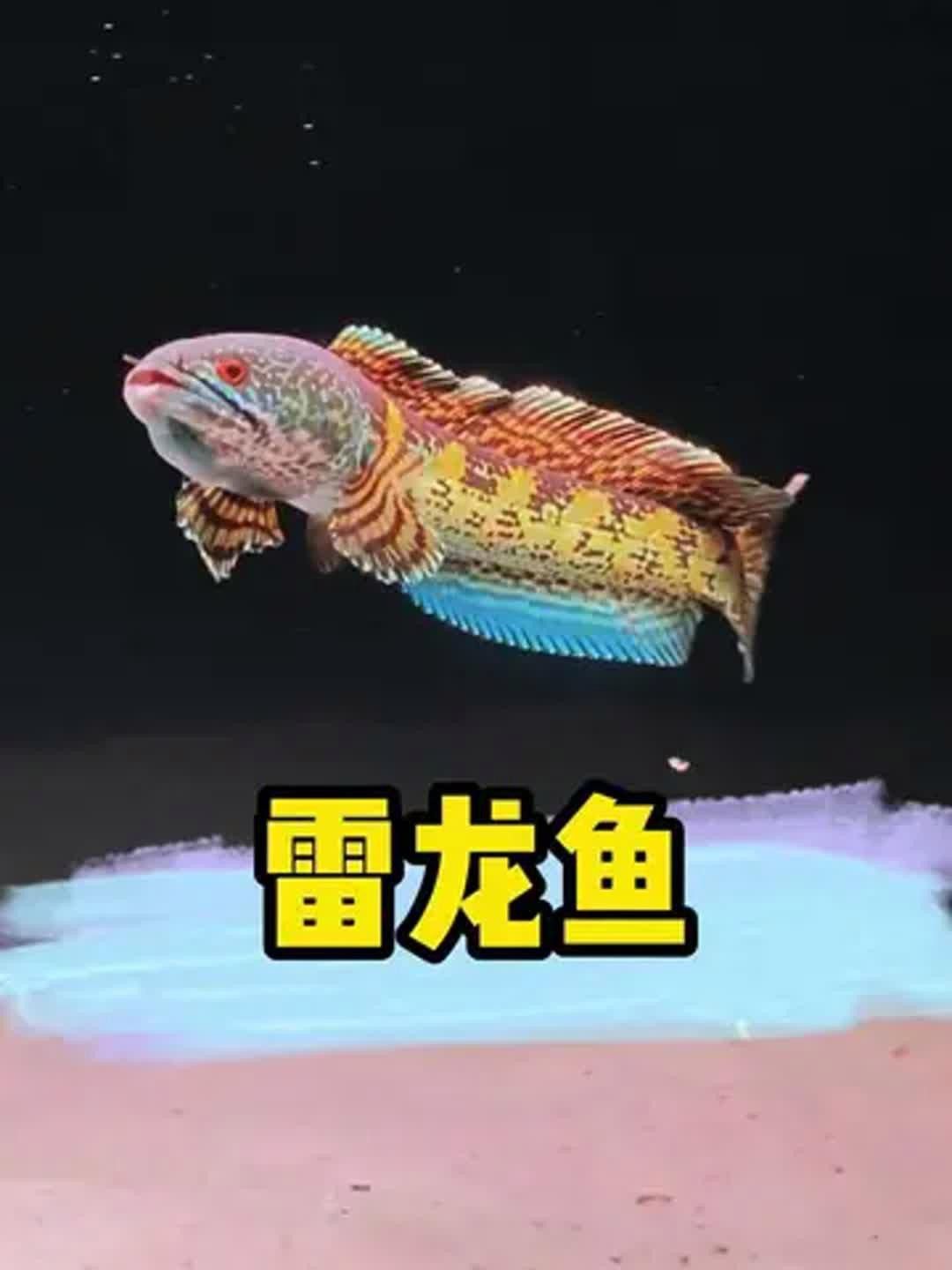 彩虹雷龍魚的價格走勢如何？