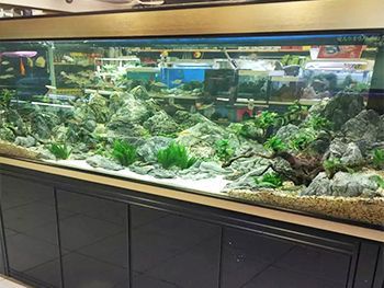祥龍魚場水族館加盟：加盟祥龍魚場水族館需要準備多少錢