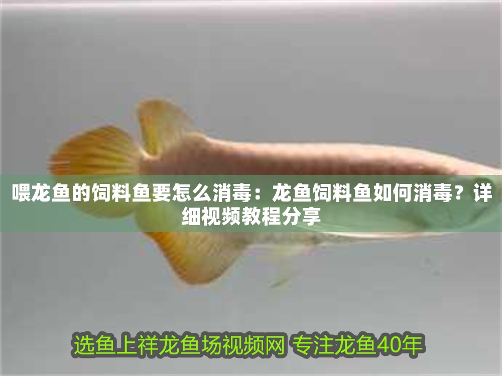 喂龍魚的飼料魚要怎么消毒：龍魚飼料魚如何消毒？詳細視頻教程分享