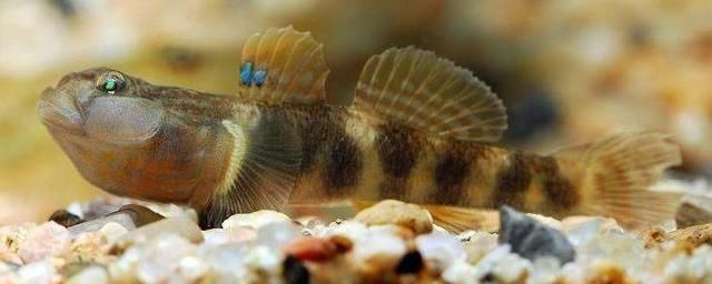 喂龍魚的飼料魚要怎么消毒：龍魚飼料魚如何消毒？詳細視頻教程分享