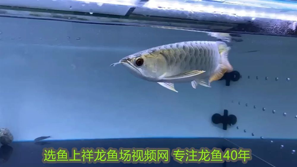 喂龍魚的飼料魚要怎么消毒：龍魚飼料魚如何消毒？詳細視頻教程分享