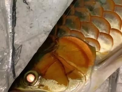 如何預防龍魚再次感染外寄？