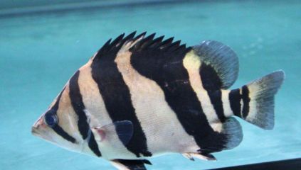 如何預防龍魚再次感染外寄？