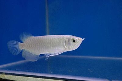 國內龍魚經銷商排行榜第一名有哪些，2018國內龍魚經銷商排行榜
