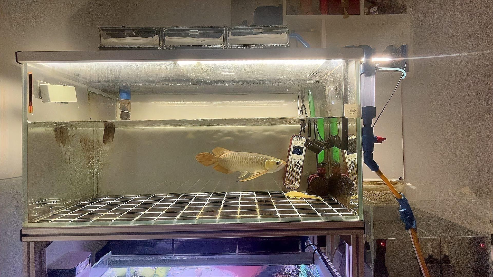 金龍魚換水后多久可以喂食？