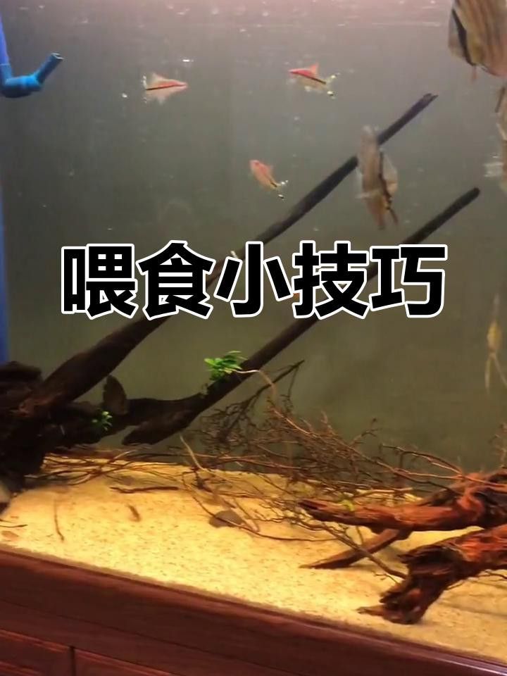 金龍魚換水后多久可以喂食？