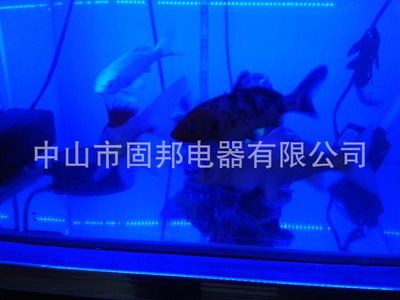 紅龍魚缸燈最佳擺放位置圖：紅龍魚缸燈最佳擺放位置