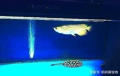 龍魚跟虎魚尺寸怎么搭配好養：龍魚和虎魚的混養需要考慮魚缸尺寸、魚只尺寸及混養比例