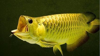 龍魚吃什么增色快一點：關于龍魚增色食物的一些詳細信息，龍魚增色效果的觀察方法