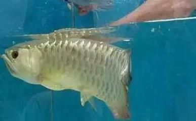 金龍魚(yú)幼崽多大：如何挑選金龍魚(yú)幼崽 金龍魚(yú)幼崽多大：如何挑選金龍魚(yú)幼崽 龍魚(yú)百科 第1張