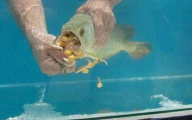 金龍魚(yú)幼崽多大：如何挑選金龍魚(yú)幼崽 金龍魚(yú)幼崽多大：如何挑選金龍魚(yú)幼崽 龍魚(yú)百科 第3張