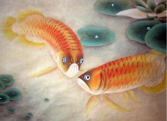 黑龍過背金龍魚的市場價格是多少？