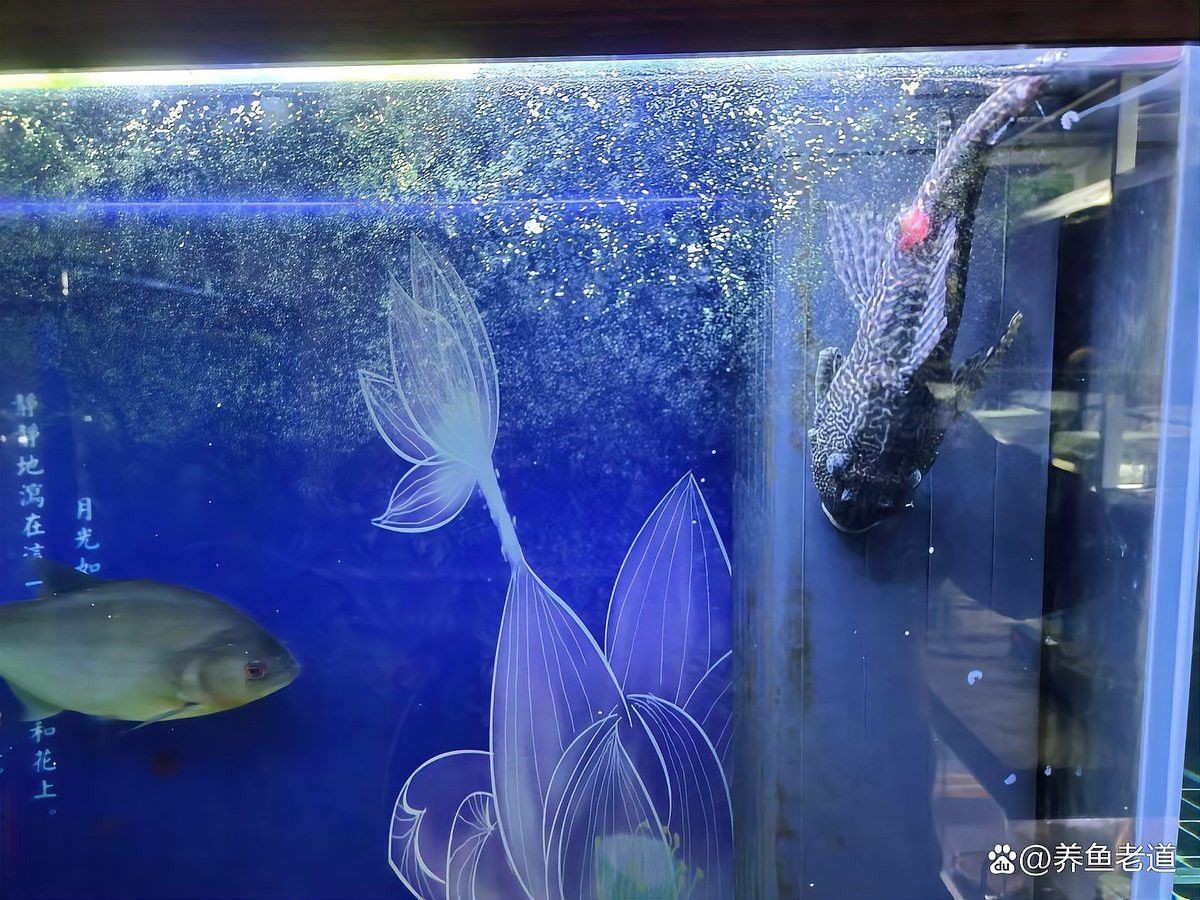 紅龍魚可以和清道夫一起養(yǎng)嗎